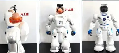 La inteligencia artificial le permite a estos robots aprender a moverse y adaptarse a diferentes situaciones. (Tianjin University)