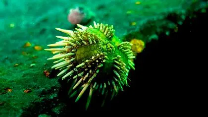 En las moléculas de las espinocromas, que están en el erizo de mar, hay antioxidantes/Conicet