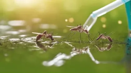 El dengue es una enfermedad que se transmite por vector, en este caso el mosquito Aedes aegypti (Imagen ilustrativa Infobae)