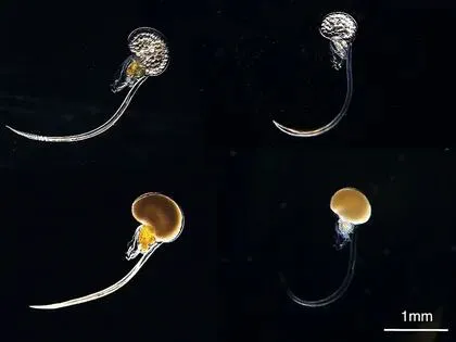 Los científicos estudiaron a los individuos de Oikopleura dioica de Osaka (izquierda) y Okinawa (derecha), llegaron a la conclusión de que no se pueden reproducir entre ellos debido a que forman parte de distintas especies (Aki Masunaga y Alfonso Ferrandez-Roldán)