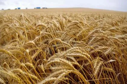 El 95% de los alimentos que se consumen en el mundo provienen de los suelos (REUTERS/David Gray)