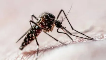 La fiebre Chikungunya también se transmite por las hembras de mosquitos Aedes aegypti. Este año hubo más de 346.000 casos confirmados en Sudamérica, según OPS
(Getty Images)