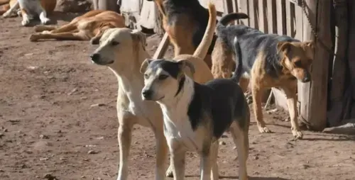 Jauria-perros