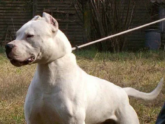 perro-dogo