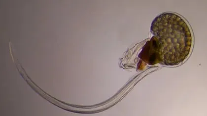 Los animales estudiados de la especie Oikopleura dioica pertenecen a la categoría de zooplancton (Universidad de Barcelona)
