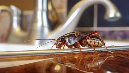 Estos insectos buscan lugares con fácil acceso a alimentos para vivir (Imagen ilustrativa Infobae)