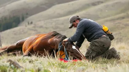 Las zoonosis son enfermedades transmitidas de animales vertebrados a humanos, según la OMS hay 200 tipos, incluyendo nuevas como el COVID-19 y conocidas como la rabia, la prevención de estas enfermedades es fundamental para la salud pública
(Imagen Ilustrativa Infobae)