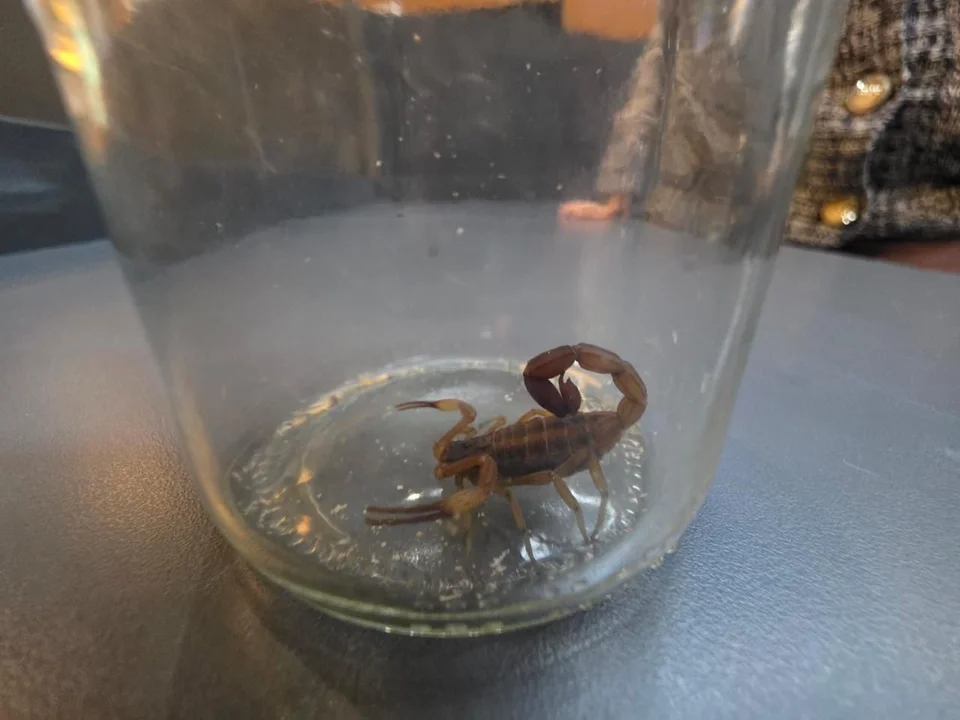 escropio