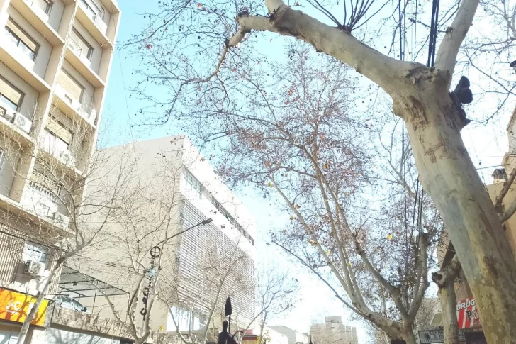 arboles secos