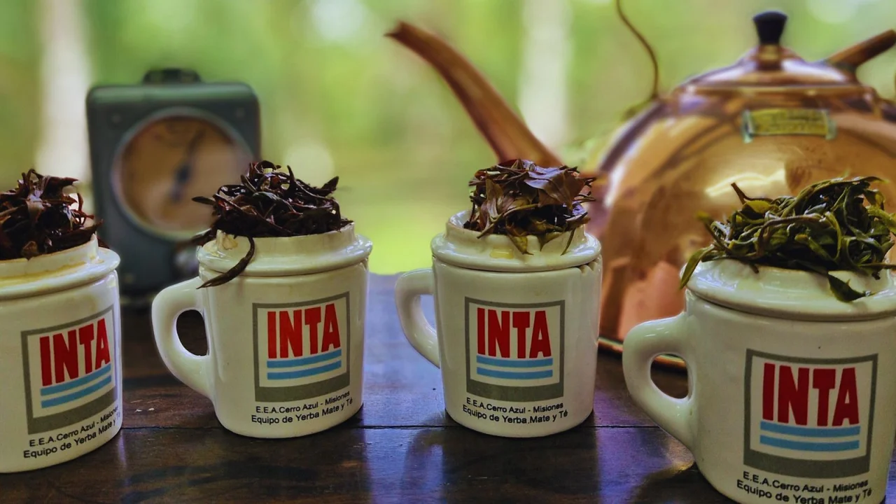 teinta