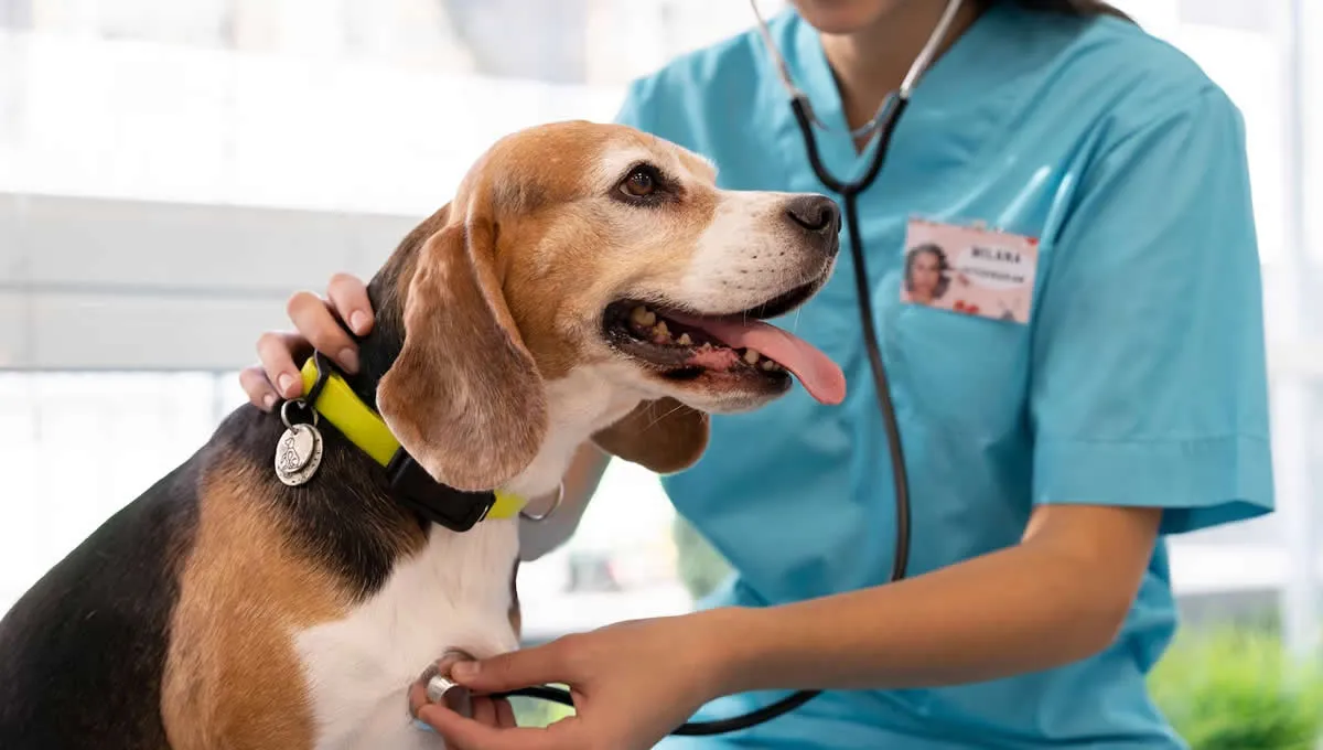 veterinarios