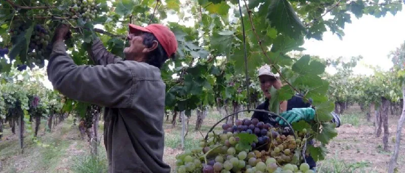 viñateros