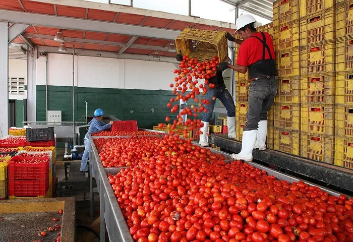 tomate-exportacion
