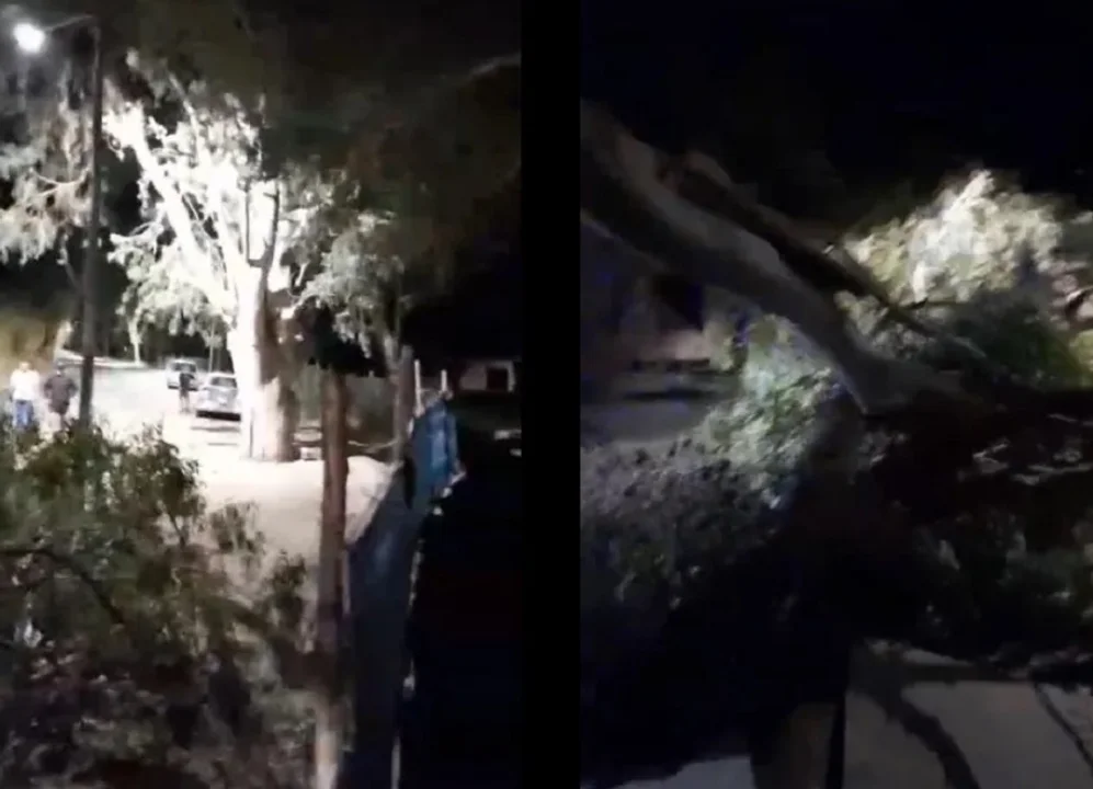 arbol poetas