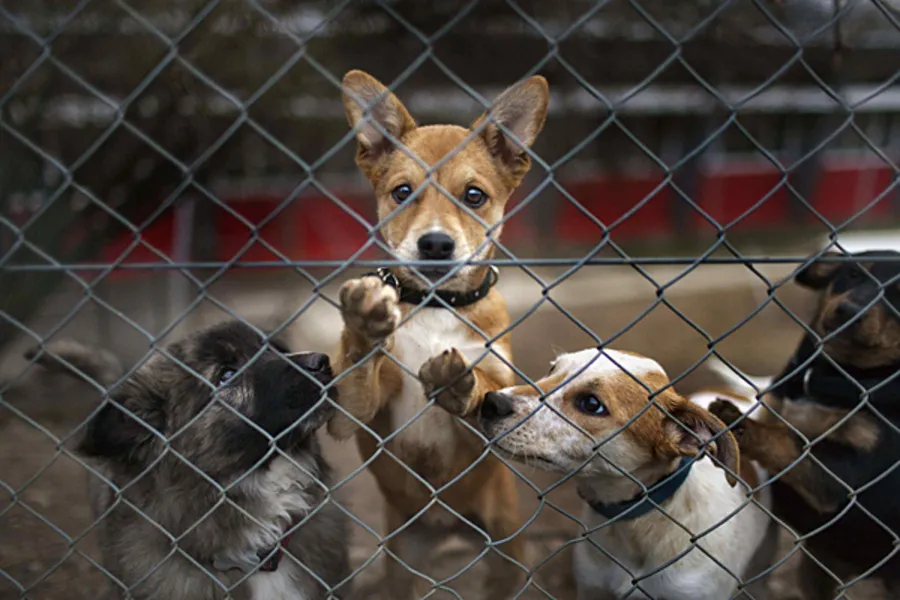 perros