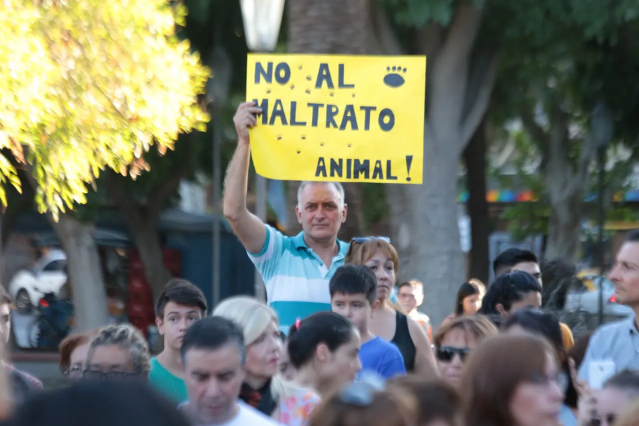animale-maltrato-jpeg