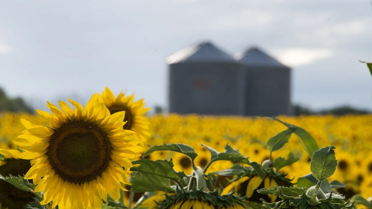 girasol-jpeg