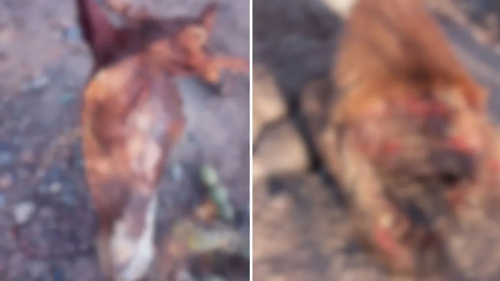 macabro-jpeg