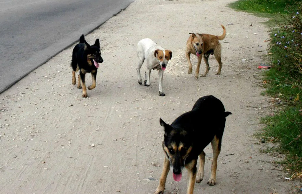 Perros-CALLEJEROS-1024x658-1