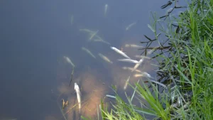 Alerta en el Dique San Agustín por aparición de peces muertos: realizan análisis del agua
