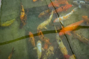 Operativo ambiental: trasladaron miles de peces del lago del Parque de Mayo