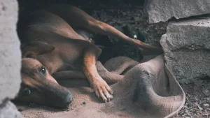 Violencia en San Juan: mató a un perro a golpes, amenazó al dueño y terminó en el Penal