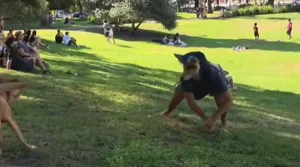La tendencia “therian” llega a escuelas del Gran San Juan y genera debate entre docentes y familias