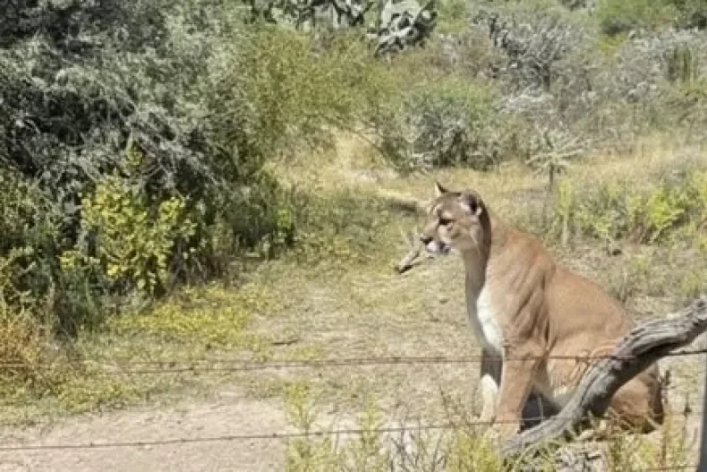 Rescataron a un puma en zona urbana y permanece internado en estado crítico en Albardón