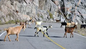La Policía Rural pidió denunciar animales sueltos en rutas para poder sancionar a los propietarios