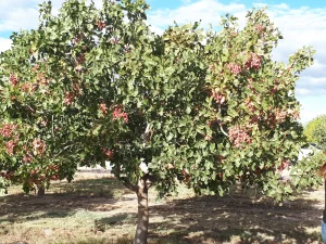 Golpe a la informalidad rural: denuncian a un establecimiento de pistachos por tener a todo su personal en negro