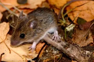 San Juan sin casos de hantavirus: Salud atribuye la situación a factores ambientales