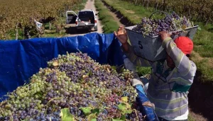 Más de 150 viñateros reclaman por el pago de la uva y aguardan una reunión con Fecovita