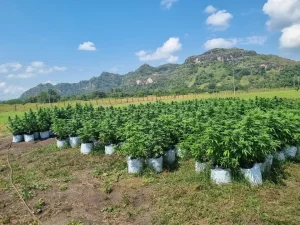 Más pacientes, menos espera: el cannabis medicinal acelera su crecimiento en San Juan