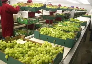 La uva de mesa busca revancha en San Juan: preparan una reconversión productiva