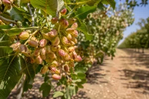 Producción sanjuanina: buscan adaptar la oferta local a la demanda internacional