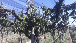 Las heladas golpearon fuerte a los viñedos sanjuaninos y ya estiman pérdidas superiores al 50%