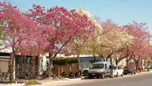 Forestación a gran escala: San Juan distribuirá 8.000 árboles en toda la provincia